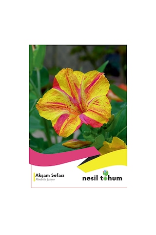 Akşam Sefası Çiçek Tohumu 1 Paket 25 Adet