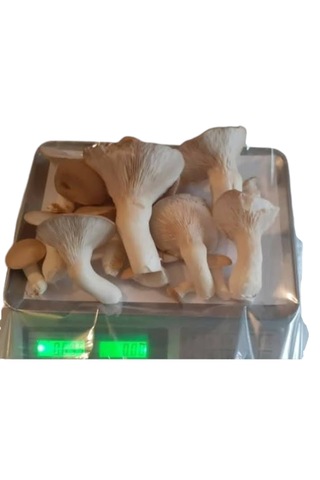 Poşette Eringi Mantar 5lt