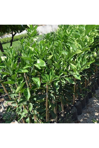 Tüplü Aşılı Satsuma Mandalina Fidanı Yaş 1-2 Boy 90-110Cm