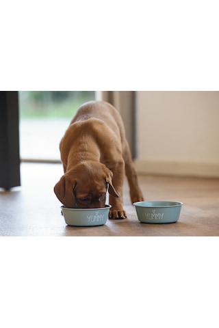 Beeztees Yavru Köpek Mama Su Kabı, Paslanmaz Çelik, Kaymaz Taban, Turkuaz, 13cm, 470ml