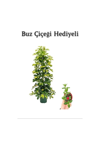 Hediyelik Sarı Alacalı Şeflera Bitkisi Anneler Gününe Özel Buz Çiçeği Hediyeli