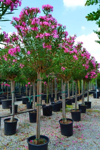 Pembe Çiçekli Zakkum Ağacı Fidanı 3 Yaş