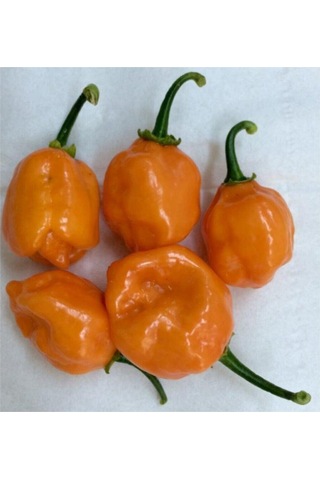 Çok Acı Habanero Biberi Tohumu 5 Adet Tohum Biber Tohumu