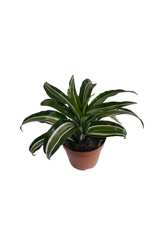 Dracaena Kanzi 12 Lik Saksıda