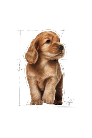 Royal Canin Cocker Puppy Irka Özel Yavru Köpek Maması 3 KG