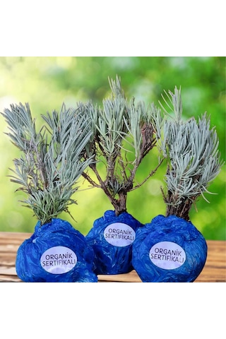 EGET Organik Lavanta Fidesi-6 Adet