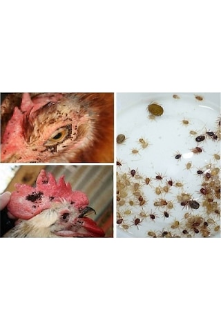 Canhiper 1 Kg Orjinal Bit, Pire,kene, Kırmızı Örümcek,haşere,kedi, Köpek Biti