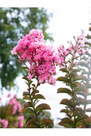 Videolu Pembe Çiçekli Oya Çiçeği Fidanı 45 80 Cm 1 Adet Saksılı Dış Mekan Lagerstroemia Indica