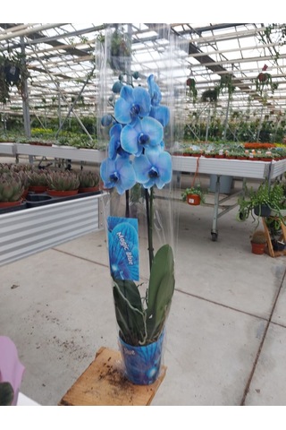 Orkide Magic Blue Çift Dallı - Phalaenopsis 555 Orkide Magic Blue Çift Dallı - Phalaenopsis 555
