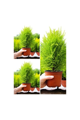 Videolu Ithal Limoni Servi Fidanı 3 Adet 30-50cm Saksılı/ Tüplü Cupressus Macrocarpa