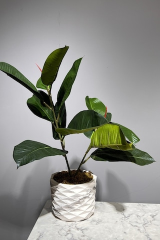 Mermer Geometrik Saksıda 2 Dal Yapay Ficus Elasticos Kauçuk Ağacı Çiçeği 75 Cm Karışık