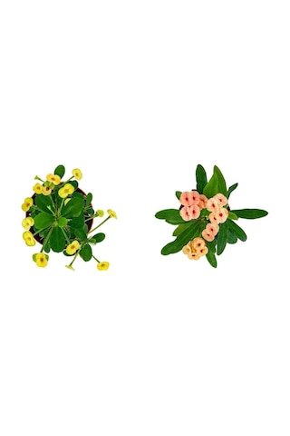 Videolu Milli Dikenler Tacı 2'li 25 40 Cm Saksılı Kaktüs Euphorbia