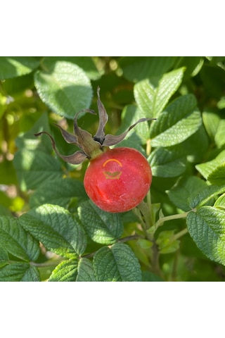 2 Yaş Kuşburnu Fidanı Rosa Rugosa