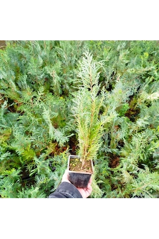 Yeşil Mazı 20 Adet / 30-50 Cm Çit Bitkisi Thuja Orientalis