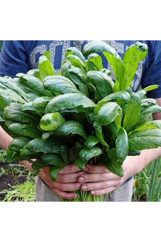 Uzakdoğu Mutfağından Doğal Mibuna Tohumu 20 Tohum