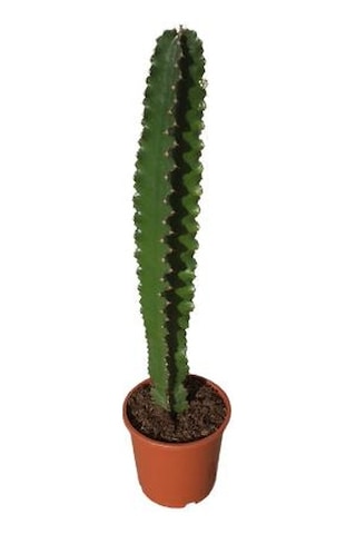 Euphorbia İngens -kovboy Kaktüs 75-80 Cm