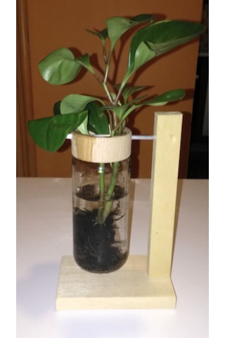 Topraksız Bitki ve Çiçek için Tekli Uzun Ahşap Ayaklı Cam Vazo