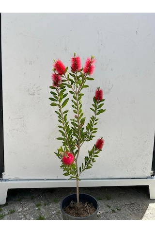 Fırça Çalısı Çiçeği Callistemon Laevis 30-60 Cm