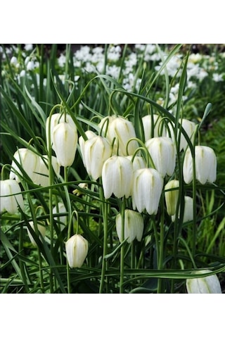 Fritillaria Alba Beyaz Ters Lale Soğanı 10 Adet