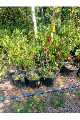 Yeşil Deniz Fidancılık Tüplü Bodur Nektar Fidanı 50-80 Cm