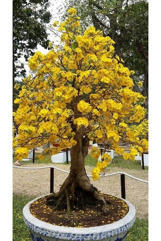 Ginkgo Biloba Fidanı 5 Adet - Mabet Ağacı