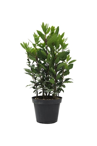 Yoğun Kokulu Defne Çalısı Fidanı 1 Adet Saksılı/tüplü 30-50cm