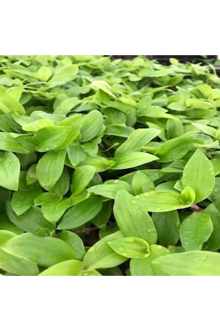Tradescantia Flumensis Telgraf Çiçeği Fidesi 5 Adet