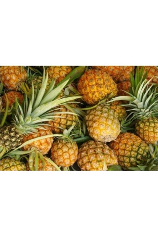 Tropikal Ananas Meyvesi Tohumu 5 Adet