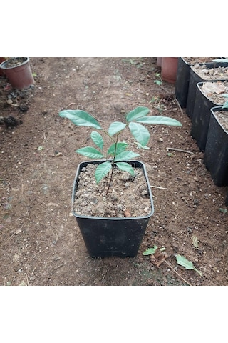 2 Yaş Longan Fidesi Ejder Gözü