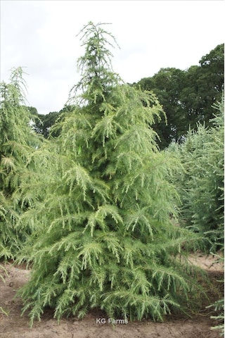 Himalaya Sedir Fidanı 2 Yaşında Tüplü