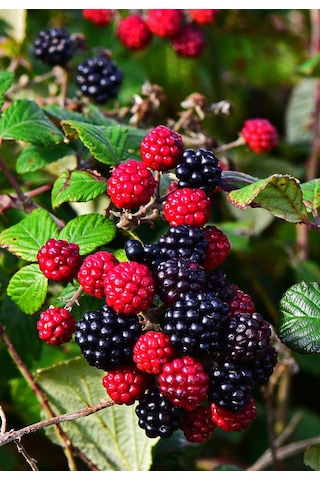 Tüplü Yediveren Böğürtlen Rubus Fruticosus Fidanı