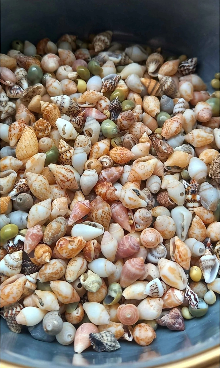 500 Adet Natural Minik Akvaryum Deniz Kabuğu Nassa Shell Karışık Minyatür Deniz Kabuğu