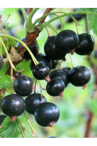 Sağlıklı Karayemiş Fidanları Şimdi Sizleri Bekliyor "25 50 Cm