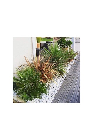 Beyaz Dolomit 25 Kg 2,5-4 Cm Dolamit Taşı Dere Çakıl Bahçe Süs Dekoratif Taş