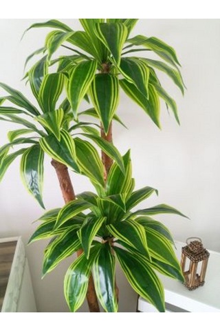 Yapay Yuka Yucca Ağacı 3 Gövdeli 1.80 Mt Boy Islak Doku