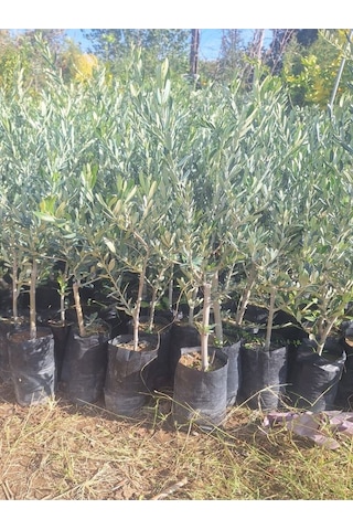 Sofralık Gemlik Zeytin Fidanı 1 Adet Tüplü 40-60cm Bol Verimli