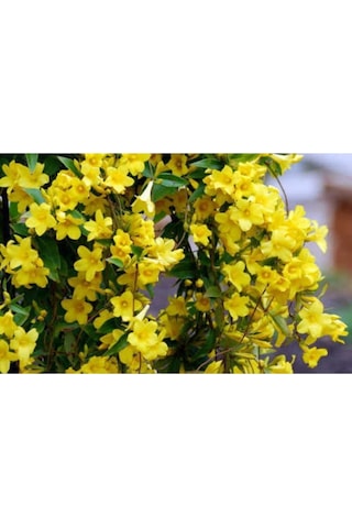 Serada Decor Plant Sarı Yasemin Çiçeği Fıdanı 70 Cm Saksılı Dış Mekan Bitkisi