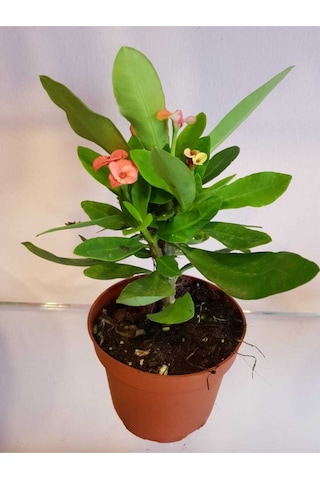 Videolu Milli Dikenler Tacı 10 55 Cm Saksılı Kaktüs Euphorbia