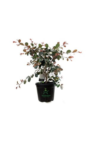 Peyzaj Süs Bitkisi Evgenya Çalısı 50-70cm Saksılı/tüplü Eugenia Etna Fire
