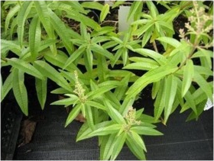 Melisa Limon Otu Aloysia Triphylla Fidanı 10-20 Cm