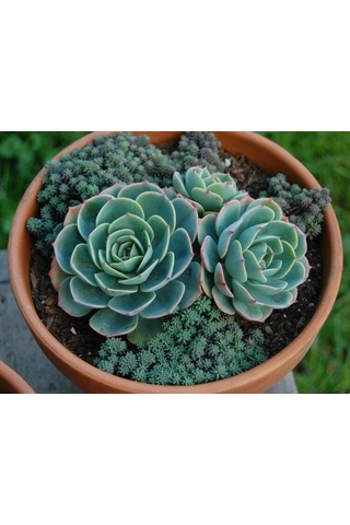 Serada Decor Plant Dev Boy Xxl Echeveria Glauca Aşkın Gözyaşı Sukulent Bitki