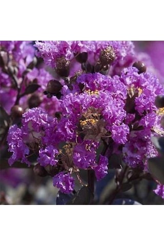 Videolu Çok Çiçekli Mor Oya Çiçeği Fidanı 40-60 Cm Tüplü Dış Mekan Ağaçları Purple Lagerstromia