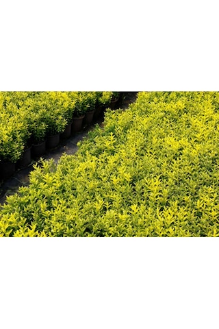 Altuni Çıtır Taflan - Euonymus Microphyllus Pulchellus Aureus Celastraceae 3 Adet