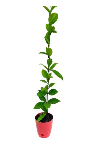 Hoya Pink 20-30 Cm Kokulu Mum Çiçeği Bitkisi Koleksiyon Serisi