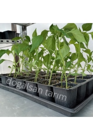 Fide Viyol Tepsisi 50 Adet Viyol Altılığı Saksı Altlığı