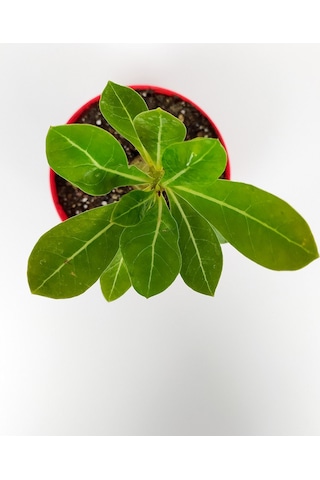 Çöl Gülü Adenium Obesum 8.5 Cm Kırmızı Saksıda Caudex Bonsai