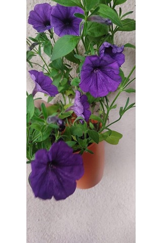 Petunya Fidesi 30-45cm Dikime Hazir Dolgun Form