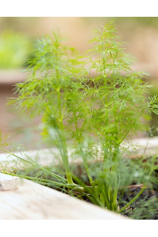 Yerli Dereotu Tohumu, Gönen Çeşidi, 1 Gram, 600 Adet