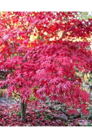 20 Adet Tohum Organik Taze Hasat Kırmızı Akçaağaç Japon Red Mople Ağaç Tohumnu Hediye Tohum