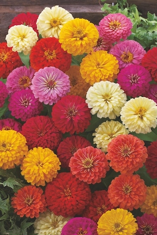 Lilliput Zinnia Tohumu Bodur Top Çiçekli Karışım Kirli Hanım Çiçeği